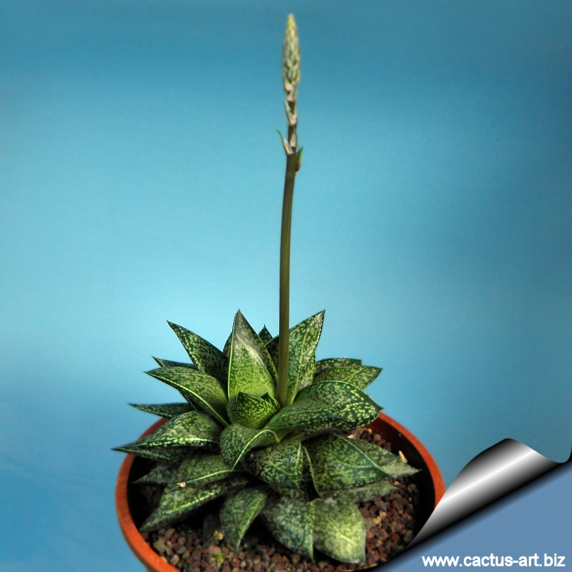 gasterhaworthia